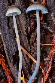 Attēlu rezultāti vaicājumam “Mycena amicta”