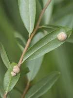 Attēlu rezultāti vaicājumam “Exobasidium cassandrae”