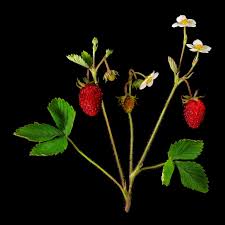 Attēlu rezultāti vaicājumam “Fragaria vesca”