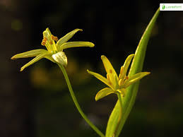 Attēlu rezultāti vaicājumam “Gagea lutea”