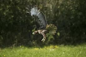 Attēlu rezultāti vaicājumam “Buteo buteo adult”