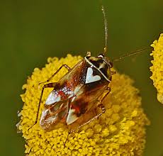 Attēlu rezultāti vaicājumam “Lygus pratensis nymph”