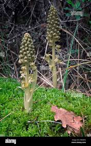 Attēlu rezultāti vaicājumam “Neottia nidus-avis bud”