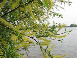 Attēlu rezultāti vaicājumam “Euura pedunculi”