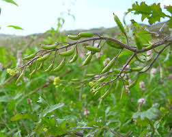 Attēlu rezultāti vaicājumam “Rorippa palustris fruit”
