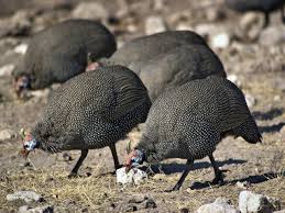 Attēlu rezultāti vaicājumam “Numida meleagris”