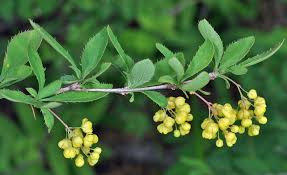 Attēlu rezultāti vaicājumam “Berberis vulgaris”