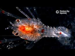 Attēlu rezultāti vaicājumam “Diderma crustaceum young”