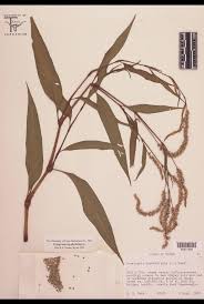 Attēlu rezultāti vaicājumam “Polygonaceae”