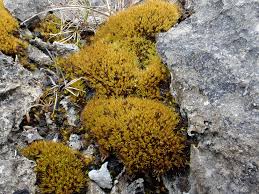 Attēlu rezultāti vaicājumam “Tortella tortuosa”