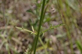 Image result for Verbena officinalis