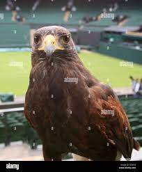 Image result for Wimbledon Hawks