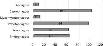 Attēlu rezultāti vaicājumam “Pyrochroidae imago”