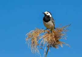 Attēlu rezultāti vaicājumam “Motacilla alba nest”