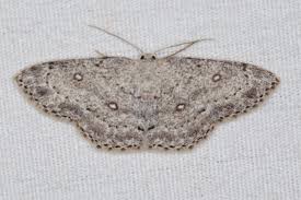 Attēlu rezultāti vaicājumam “Cyclophora pendularia”