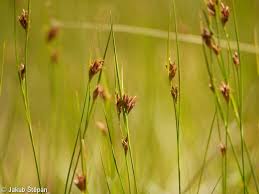 Attēlu rezultāti vaicājumam “Rhynchospora fusca”