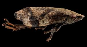 Attēlu rezultāti vaicājumam “Lepyronia coleoptrata”