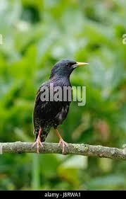 Attēlu rezultāti vaicājumam “Sturnus vulgaris male”