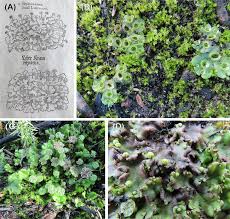 Attēlu rezultāti vaicājumam “Marchantia polymorpha”
