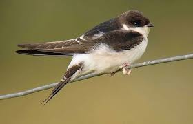 Attēlu rezultāti vaicājumam “Delichon urbicum juvenile”