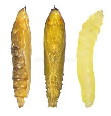 Attēlu rezultāti vaicājumam “Gracillaria syringella larva”