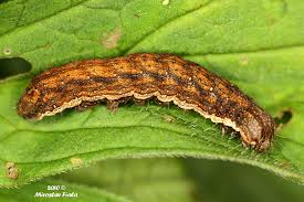 Attēlu rezultāti vaicājumam “Mamestra brassicae larva”