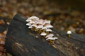 Attēlu rezultāti vaicājumam “Mycena renati”