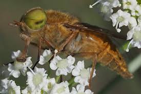 Attēlu rezultāti vaicājumam “Atylotus sp.”