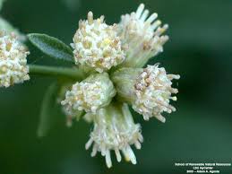 Attēlu rezultāti vaicājumam “Lycogala persicum sessile”