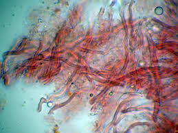 Attēlu rezultāti vaicājumam “Elmerina caryae”