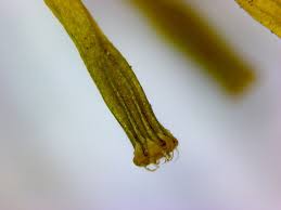 Attēlu rezultāti vaicājumam “Ulota crispa sporophyte”