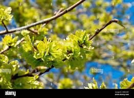 Attēlu rezultāti vaicājumam “Ulmus glabra flower”