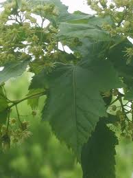 Attēlu rezultāti vaicājumam “Acer tataricum subsp. ginnala leaf”