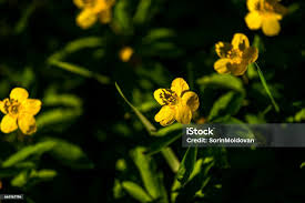 Attēlu rezultāti vaicājumam “Anemone ranunculoides flower”