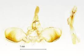Attēlu rezultāti vaicājumam “Anticollix sparsata”