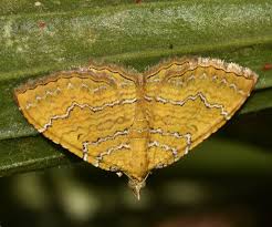 Attēlu rezultāti vaicājumam “Camptogramma bilineata”