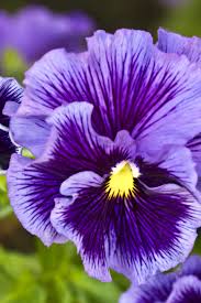 Image result for Viola wittrockiana