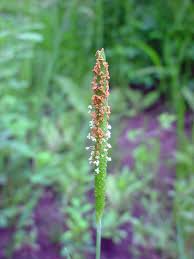 Attēlu rezultāti vaicājumam “Alopecurus aequalis flower”