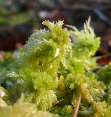 Attēlu rezultāti vaicājumam “Sphagnum palustre”