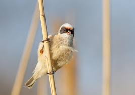 Image result for Remiz pendulinus