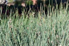 Attēlu rezultāti vaicājumam “Juncus inflexus”