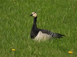 Attēlu rezultāti vaicājumam “Branta leucopsis adult”