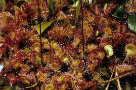 Attēlu rezultāti vaicājumam “Droseraceae”