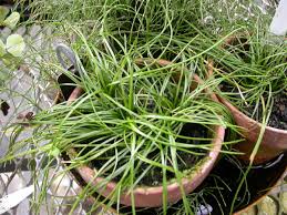 Attēlu rezultāti vaicājumam “Isoetaceae”