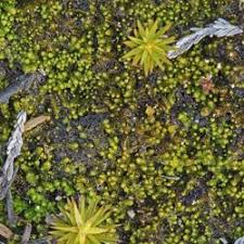 Attēlu rezultāti vaicājumam “Cladopodiella francisci”