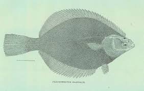 Image result for Liopsetta glacialis