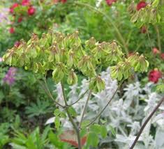 Attēlu rezultāti vaicājumam “Thalictrum aquilegifolium leaf”