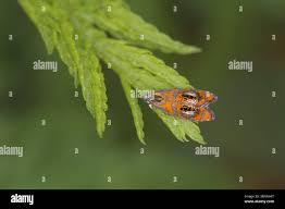 Attēlu rezultāti vaicājumam “Olethreutes arcuella”