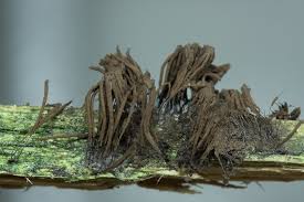 Attēlu rezultāti vaicājumam “Stemonitis lignicola”