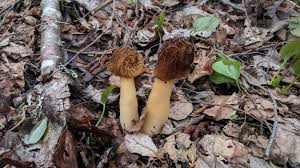 Attēlu rezultāti vaicājumam “Verpa bohemica”